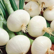 Backyard Vegetable Mix Seeds