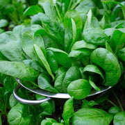 Backyard Vegetable Mix Seeds