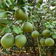 Bael Seeds - Fruit Plant
