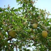 Bael Seeds - Fruit Plant