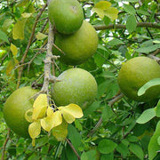 Bael Seeds - Fruit Plant