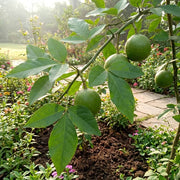 Bael Seeds - Fruit Plant