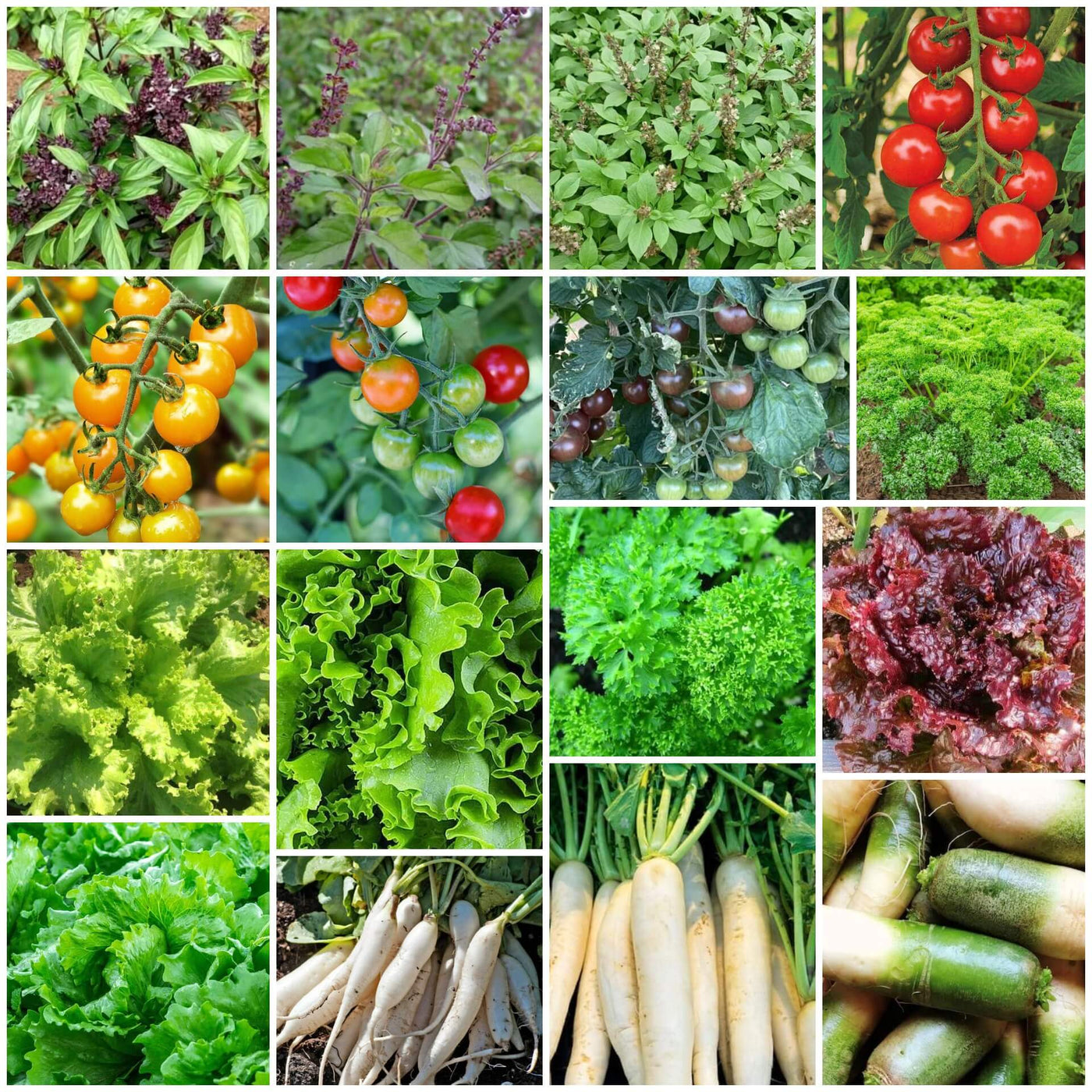 Balcony Garden Kit