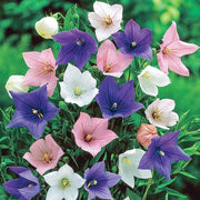 Mixed Balloon Seeds