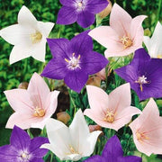 Mixed Balloon Seeds