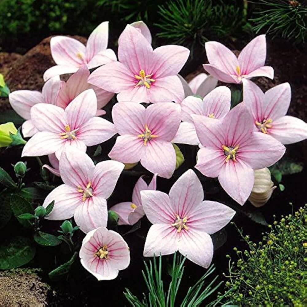 Pink Balloon Seeds