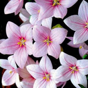 Pink Balloon Seeds