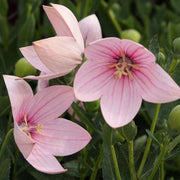 Pink Balloon Seeds