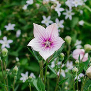 Pink Balloon Seeds