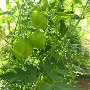 Balloon Vine Seeds, Cardiospermum halicacabum Plant Seeds