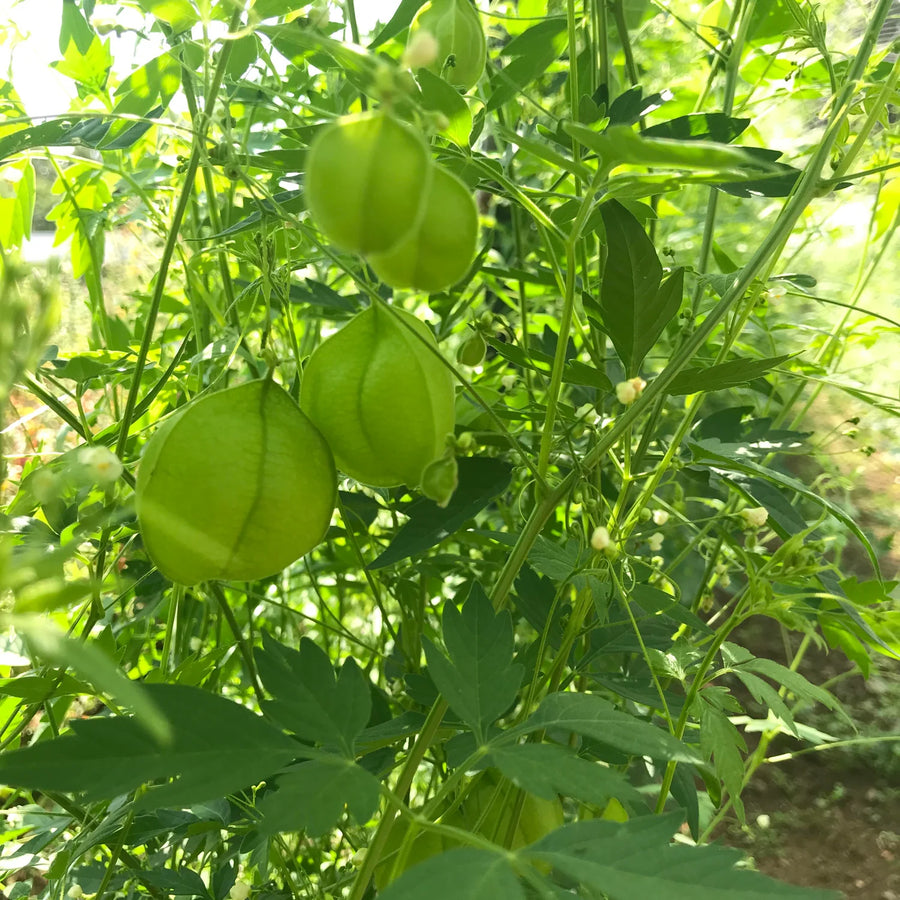 Balloon Vine Seeds, Cardiospermum halicacabum Plant Seeds