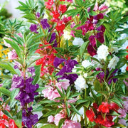 Mixed Colors Camellia Seeds