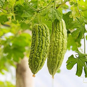 Bitter Melon Balsam Pear Seeds