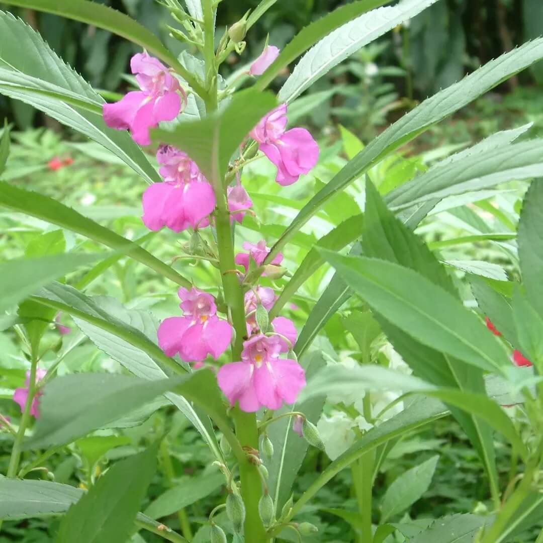 Balsamine Seeds - Flower Plant For Home Gardens