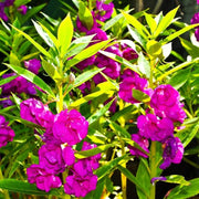 Balsamine Seeds - Flower Plant For Home Gardens