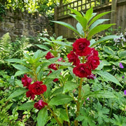 Balsamine Seeds - Flower Plant For Home Gardens