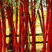 Costa Rica Red Bamboo Seeds