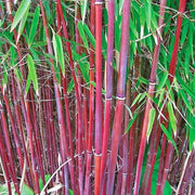 Costa Rica Red Bamboo Seeds