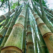 Giant Bamboo Seeds