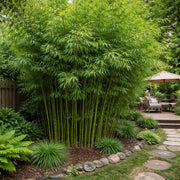 Bamboo Privacy Screen Seeds - Ornamental Bamboo Landscape Seeds