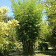 Bamboo Privacy Screen Seeds - Ornamental Bamboo Landscape Seeds