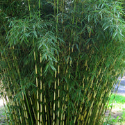 Bamboo Privacy Screen Seeds - Ornamental Bamboo Landscape Seeds