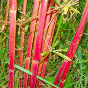 Costa Rica Red Bamboo Seeds