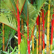 Costa Rica Red Bamboo Seeds