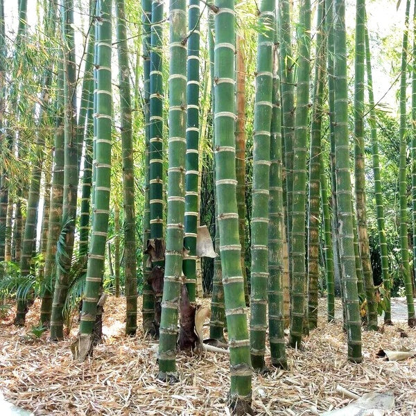 Giant Bamboo Seeds
