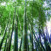 Giant Bamboo Seeds