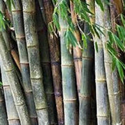 Giant Bamboo Seeds