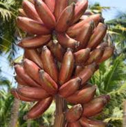 Brown Banana Seeds