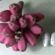 Dark Pink Banana Seeds