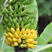 Green Yellow Banana Seeds, Fruit Pant