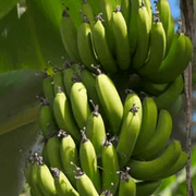 Light Green Banana Seeds