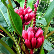 Pink Musa Velutina Banana Seeds