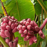 Pink Musa Velutina Banana Seeds