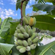 Pisang Awak Dwarf Banana Seeds
