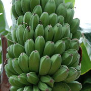 Saba Banana Seeds