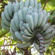 Giant Cavendish Banana Seeds