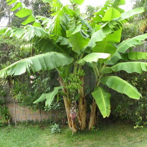 Banana Seeds - All In One For Home Gardens