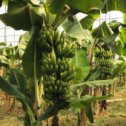 Banana Seeds - All In One For Home Gardens