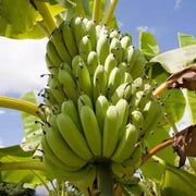 Banana Seeds - All In One For Home Gardens