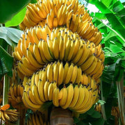 Banana Seeds - All In One For Home Gardens