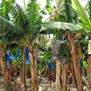 Banana Seeds - All In One For Home Gardens