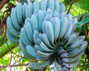 Blue Java Banana Seeds