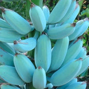 Blue Java Banana Seeds
