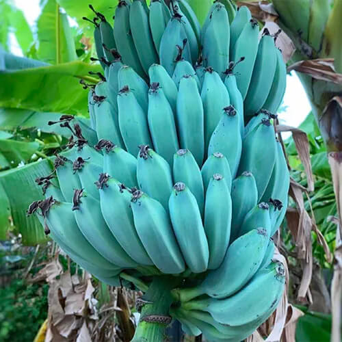Blue Java Banana Seeds
