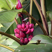 Dark Pink Banana Seeds