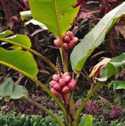 Dark Pink Banana Seeds